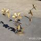 Vintage Brass Flower Floor Lamp - Hollywood Regency Style 1960s/1970s
