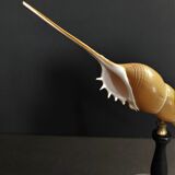 Cabinet of Curiosities shell tibia fusus on base