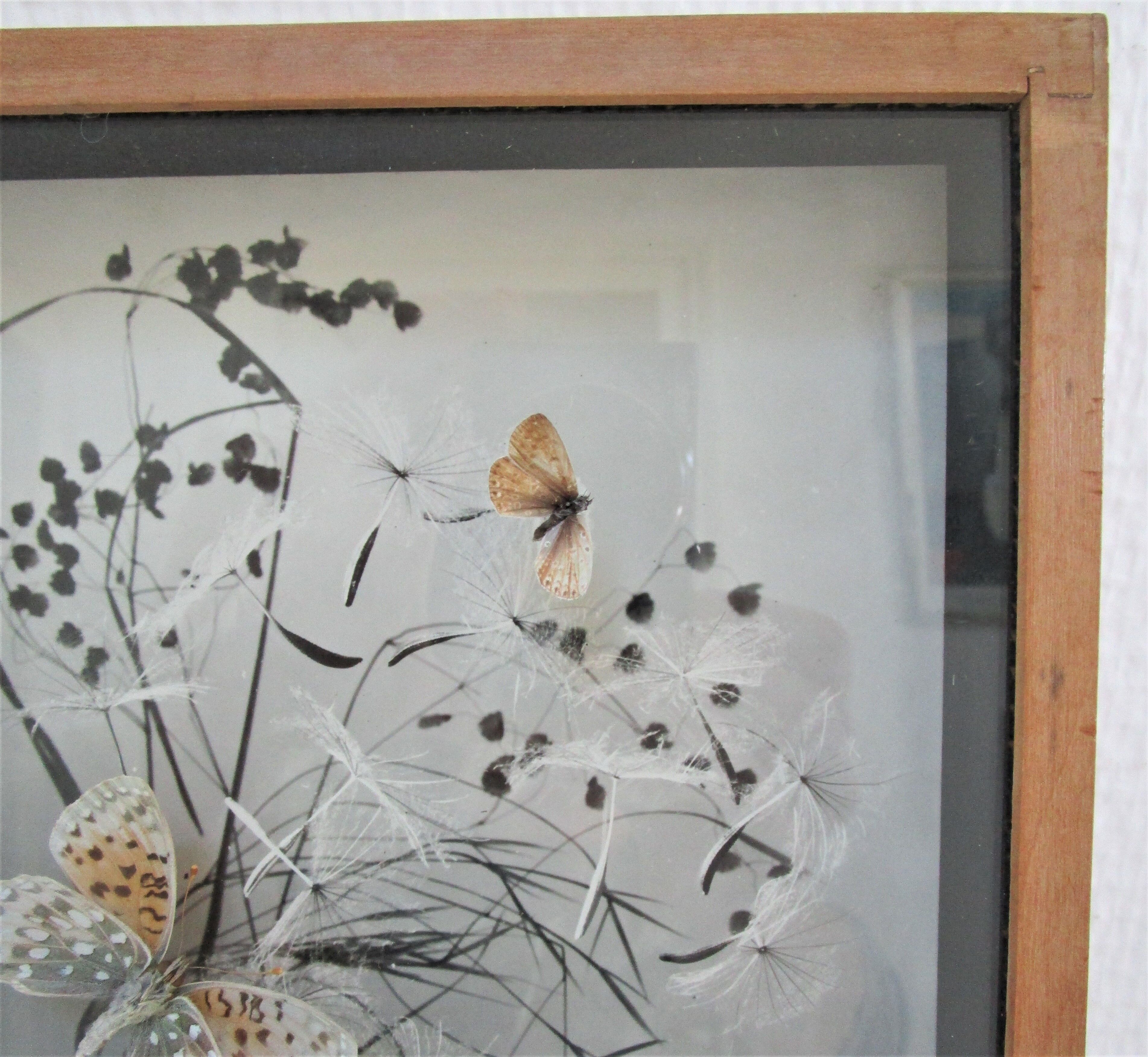 Three wooden frames with naturalized butterflies vintage 60s