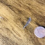Vintage walnut chest of drawers, compass feet circa 50/60's