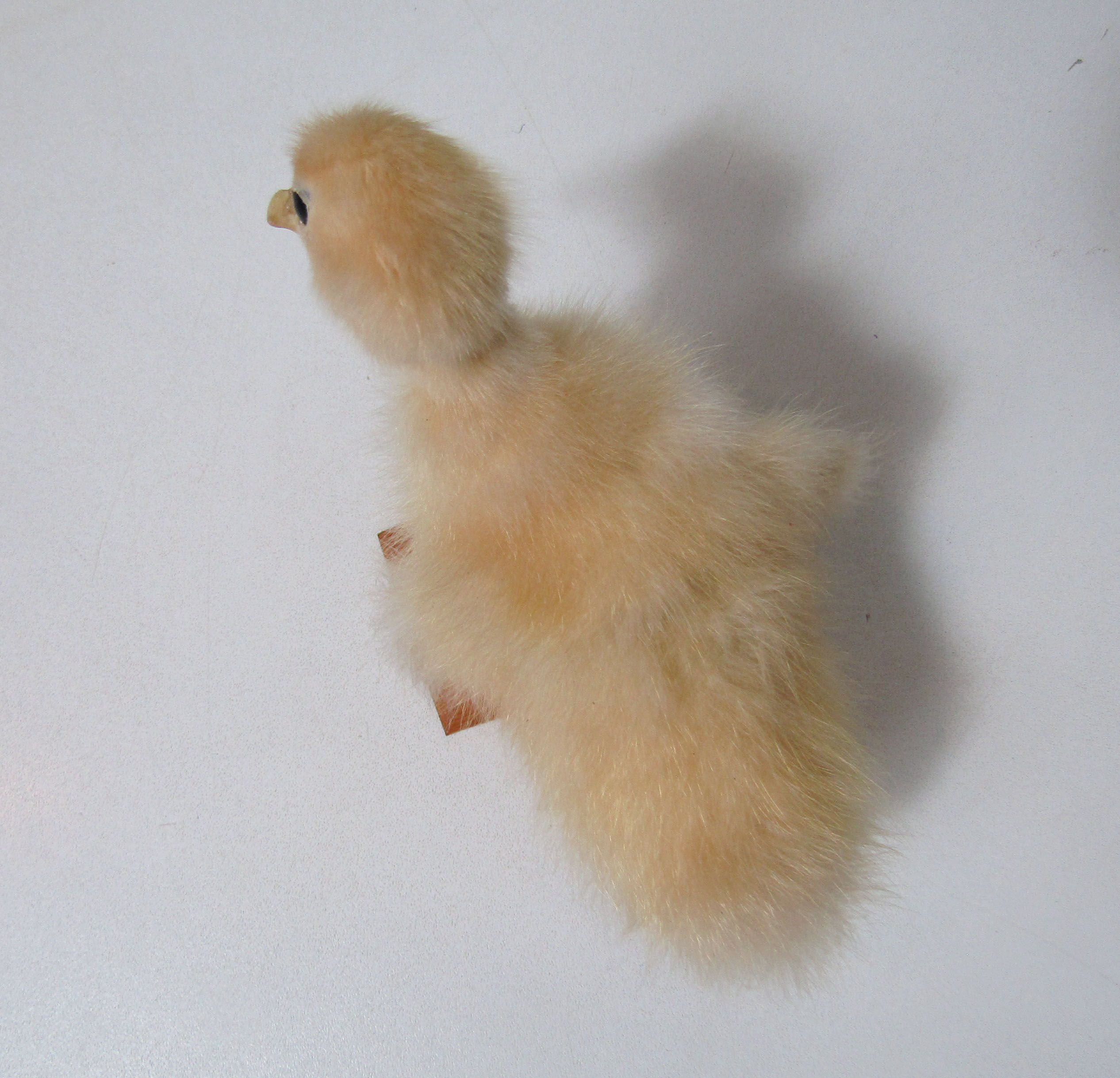 Taxidermy duckling