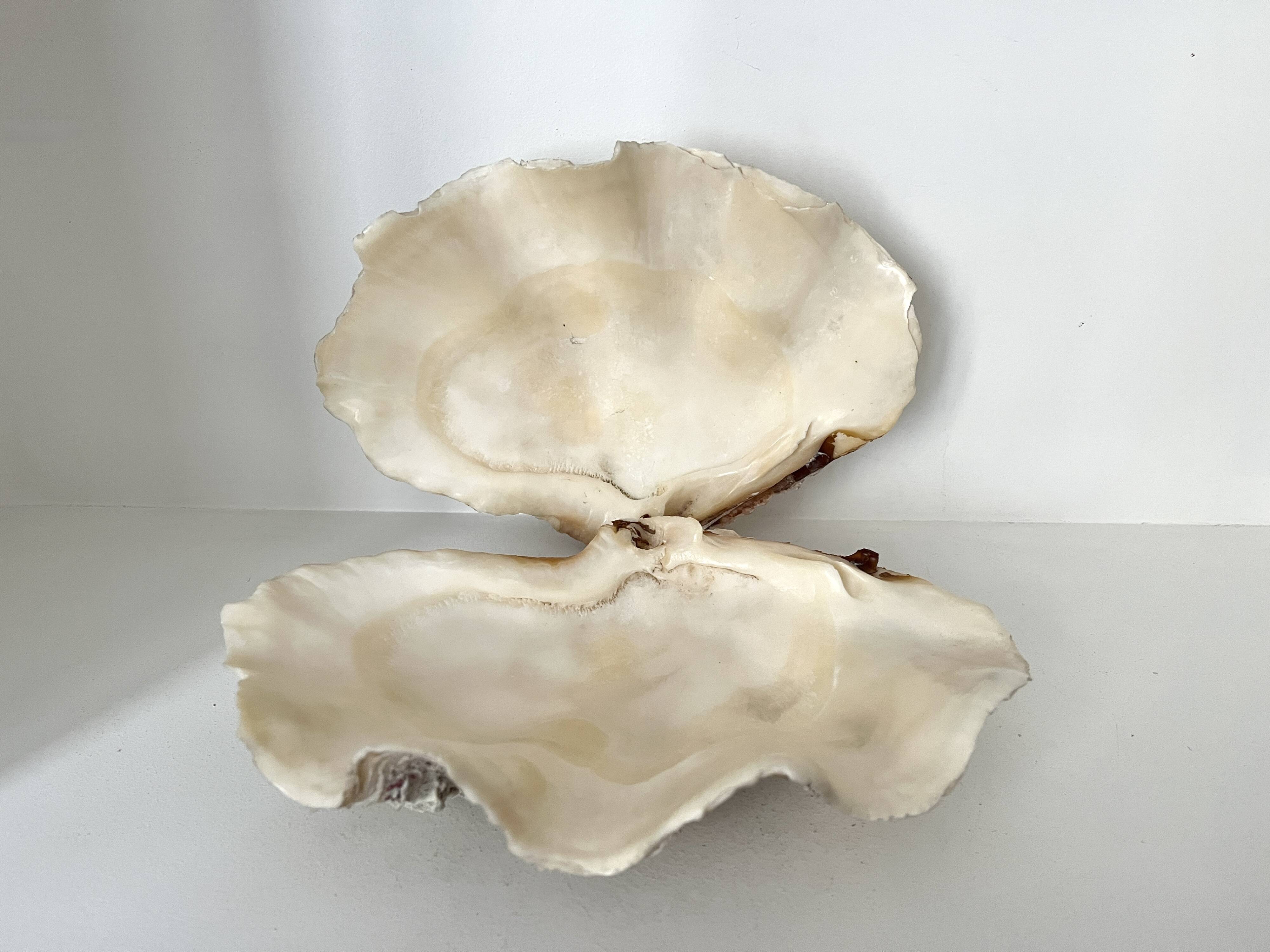 Authentic vintage giant bivalve shell, tridacna gigas shell.