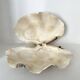 Authentic vintage giant bivalve shell, tridacna gigas shell.