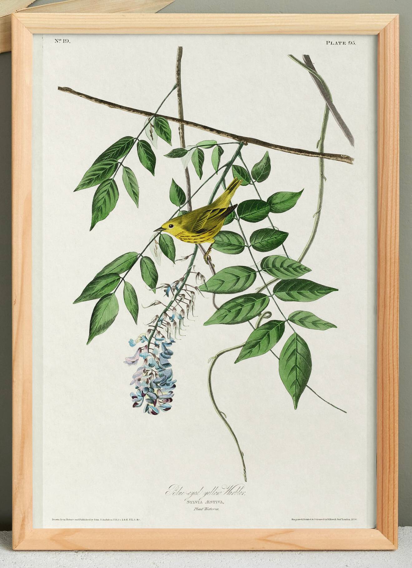 Poster about the Yellow Warbler, based on an old engraving from 1827.