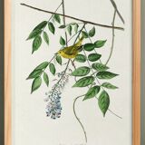 Poster about the Yellow Warbler, based on an old engraving from 1827.