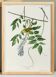 Poster about the Yellow Warbler, based on an old engraving from 1827.