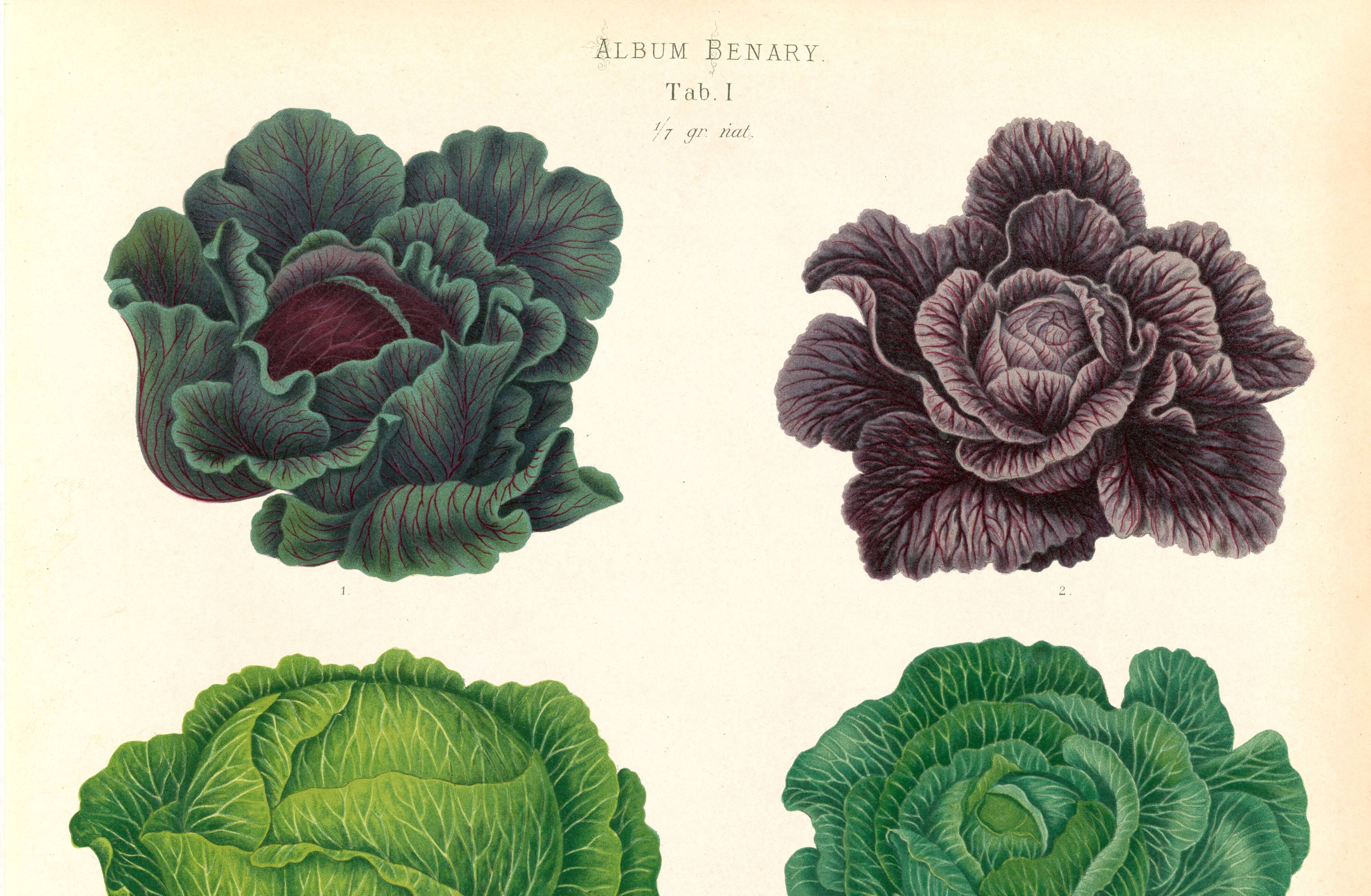 Poster on "Cabbages", based on an old engraving from 1886.