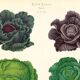 Poster on "Cabbages", based on an old engraving from 1886.