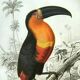 Antique engraving 1849 - Toucan by E. Travies. Vintage iconic lithograph