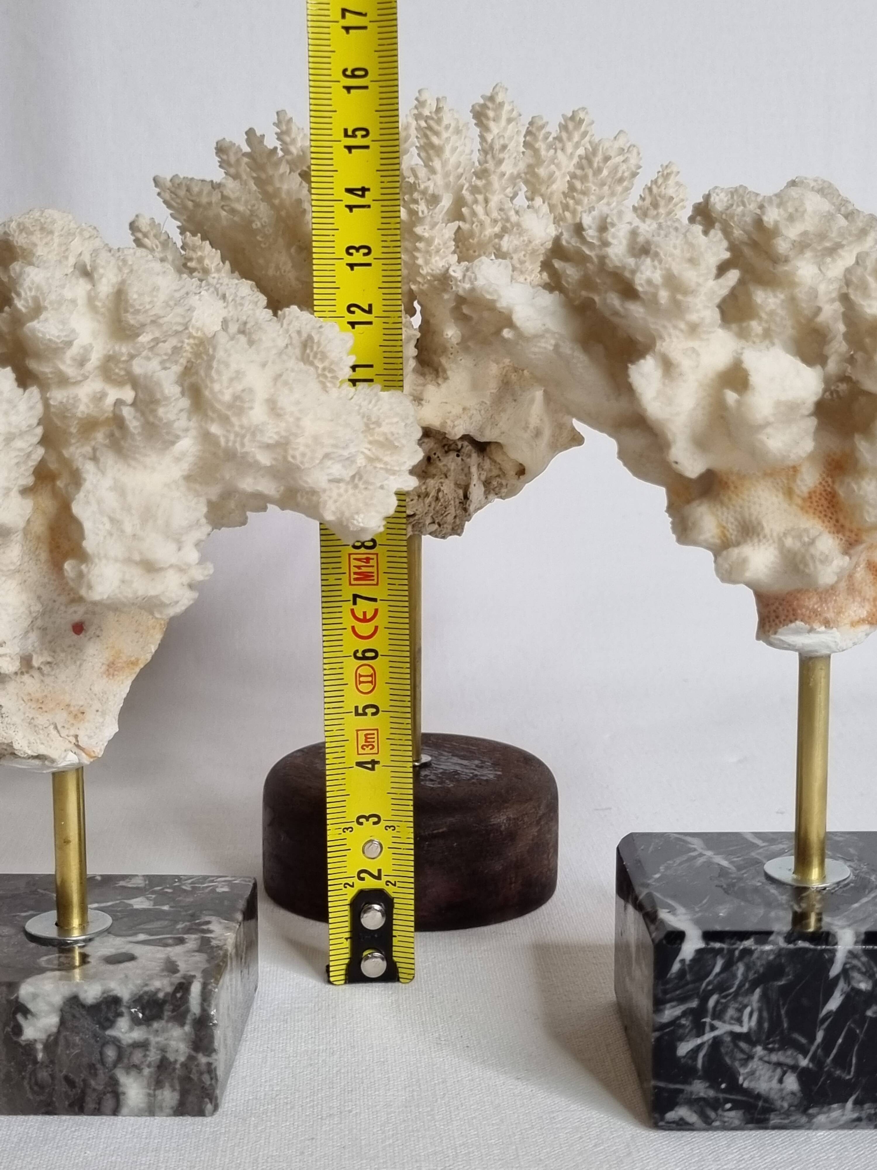 Set of three old white corals on base, 16 cm