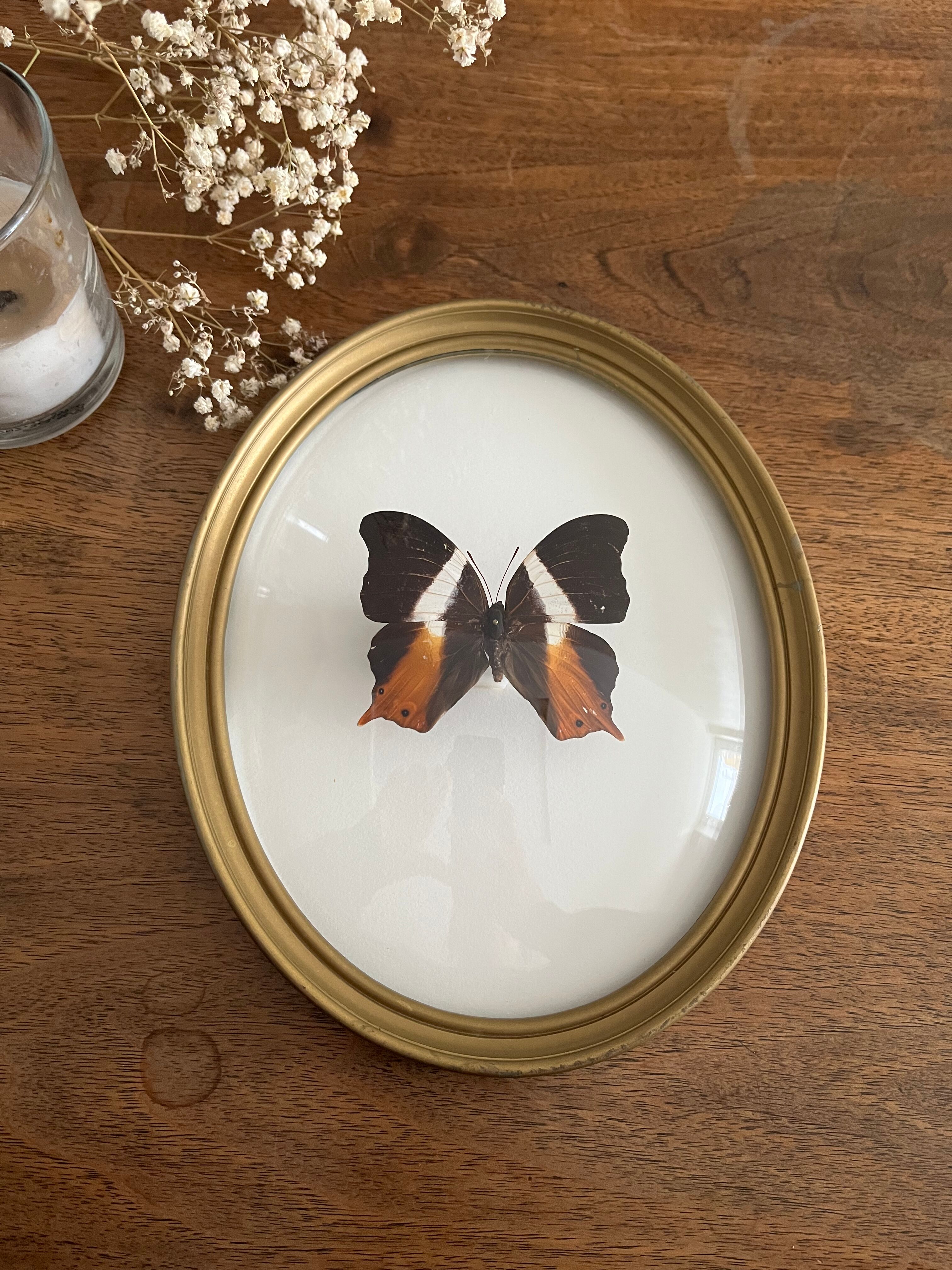 Butterfly frame naturalized curved glass