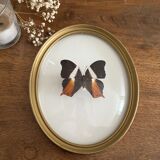 Butterfly frame naturalized curved glass