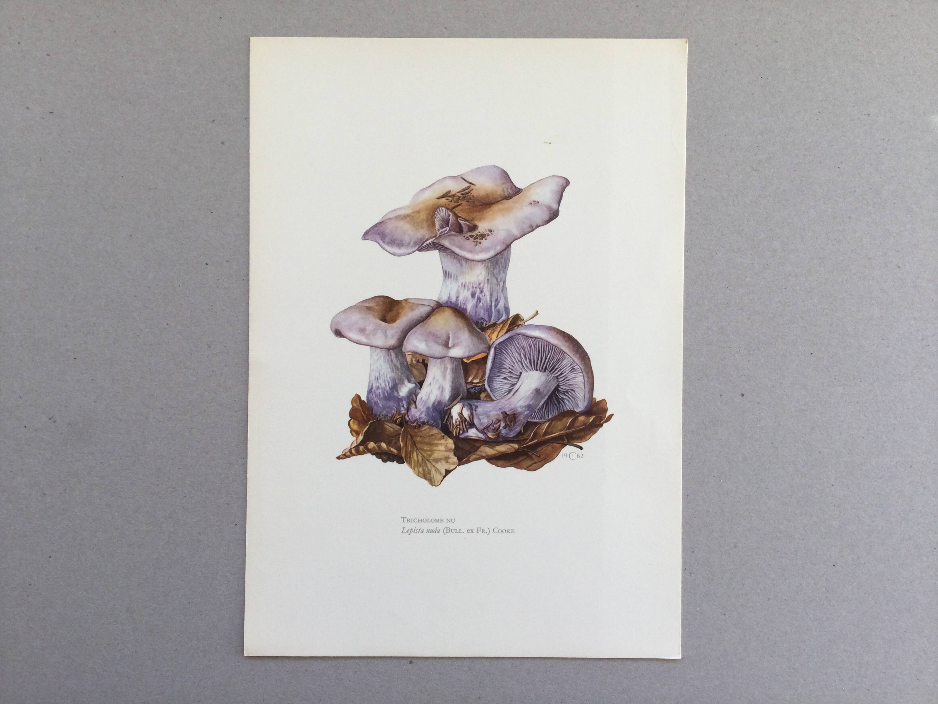 Botanical illustration "mushrooms", 1960s