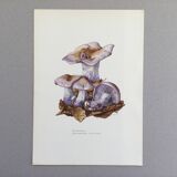 Botanical illustration "mushrooms", 1960s