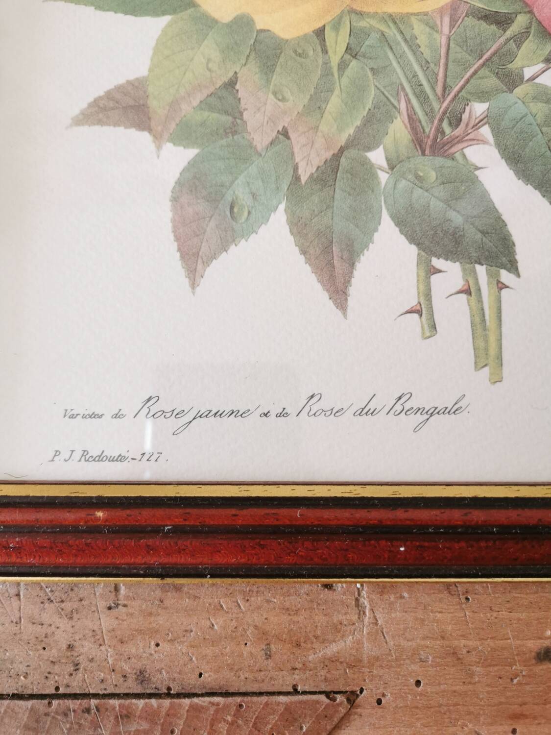 Tableau Redouté, Rose jaune et rose du Bengale.