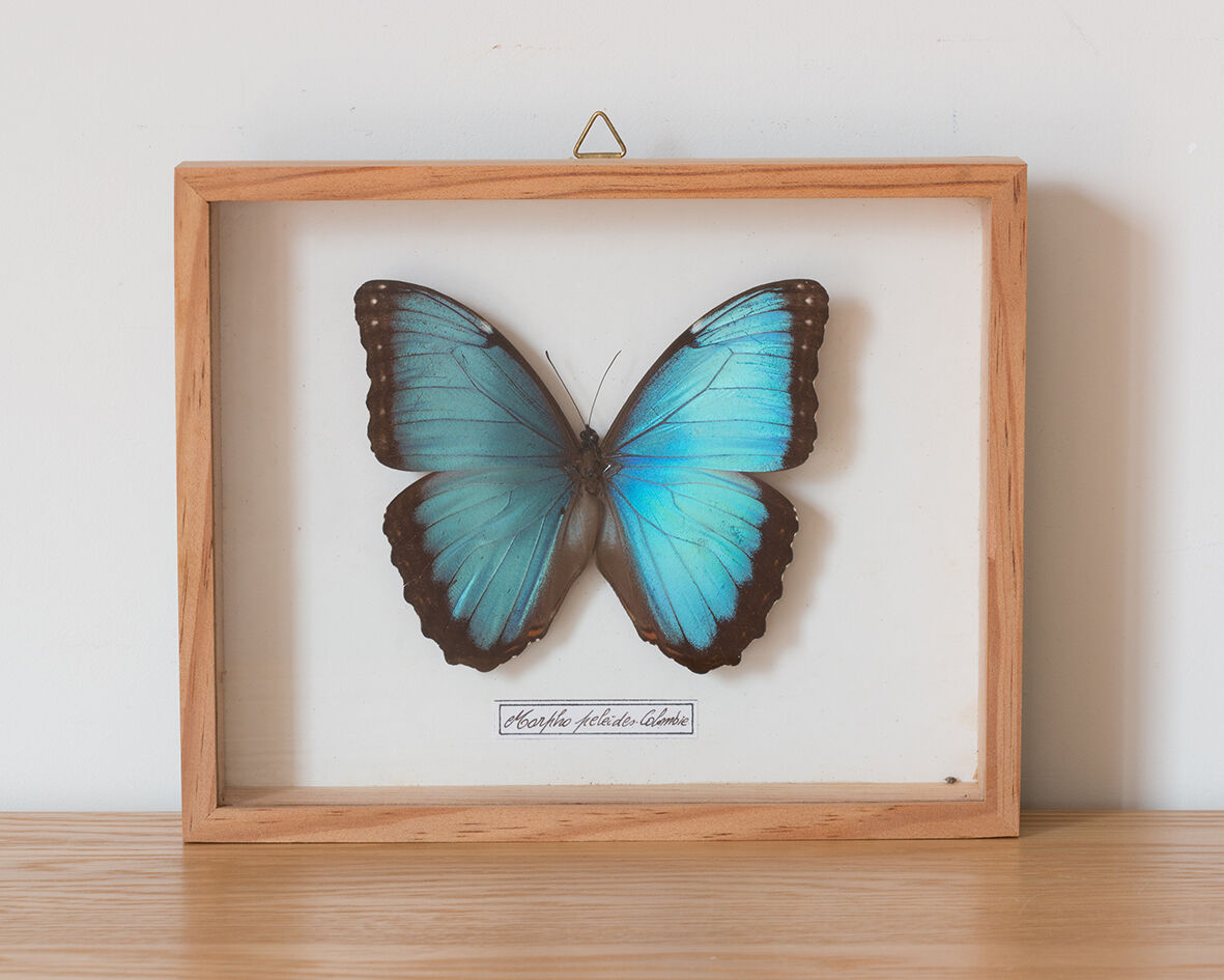 Framed butterfly