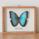Papillon encadré