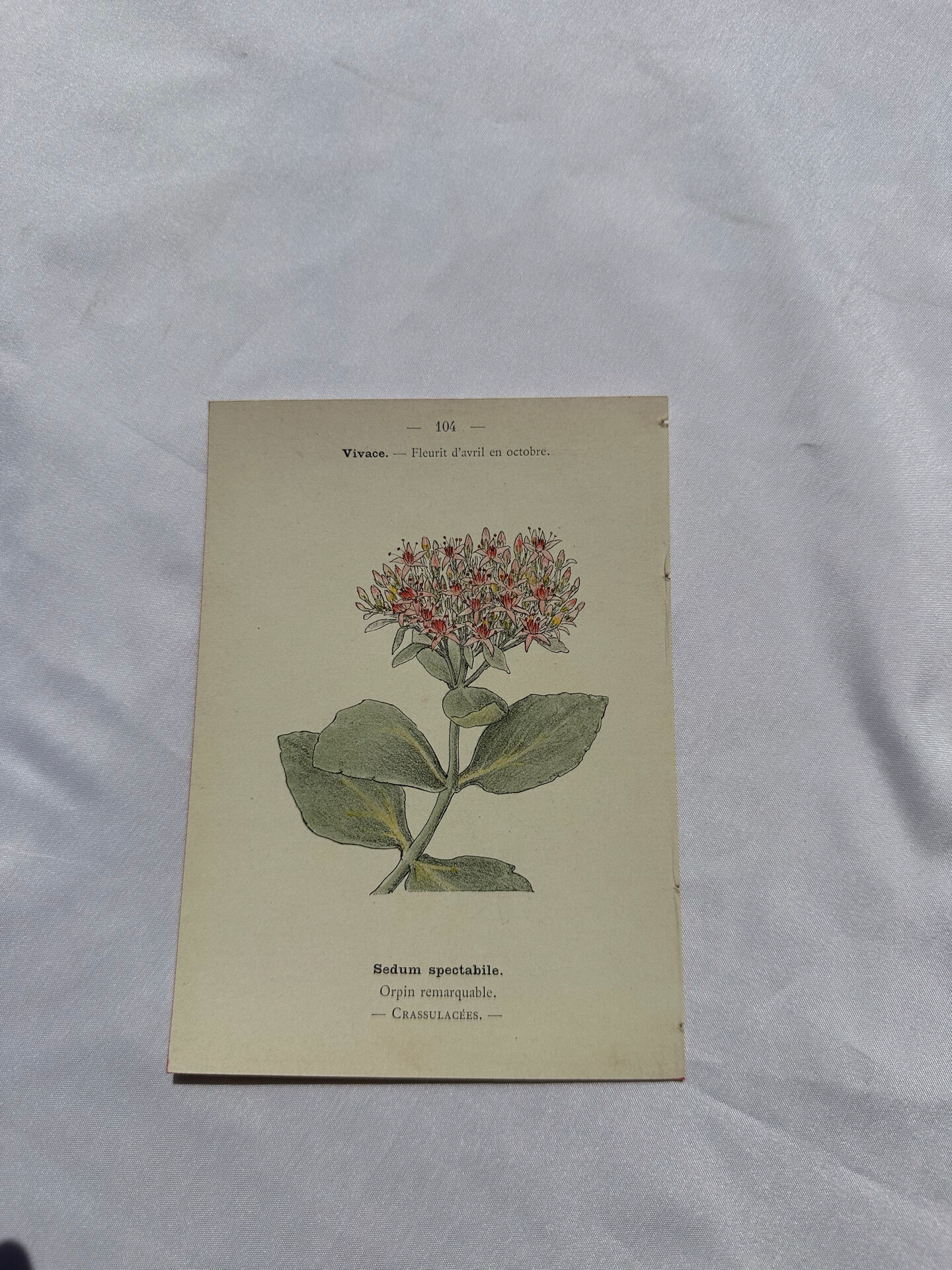 🌿 Botanical Plate Old Naturalist Engraving 19th Century Double-Sided A
