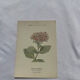 🌿 Botanical Plate Old Naturalist Engraving 19th Century Double-Sided A