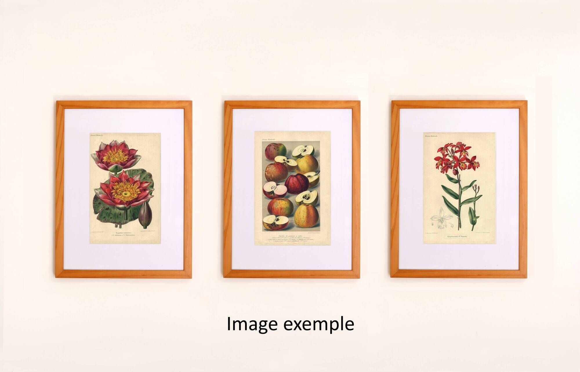 Botanical engraving from 1896 by Descamps-Sabouret • Woolly amorph • Old lithograph