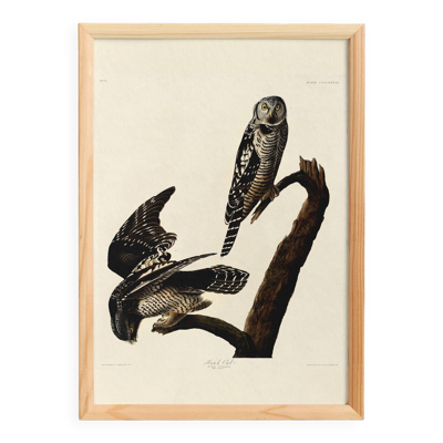 Affiche sur la Chouette épervière, d’après une gravure ancienne de 1827.