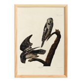 Affiche sur la Chouette épervière, d’après une gravure ancienne de 1827.