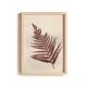 Collection de peintures herbiers sur papier signées Eawy