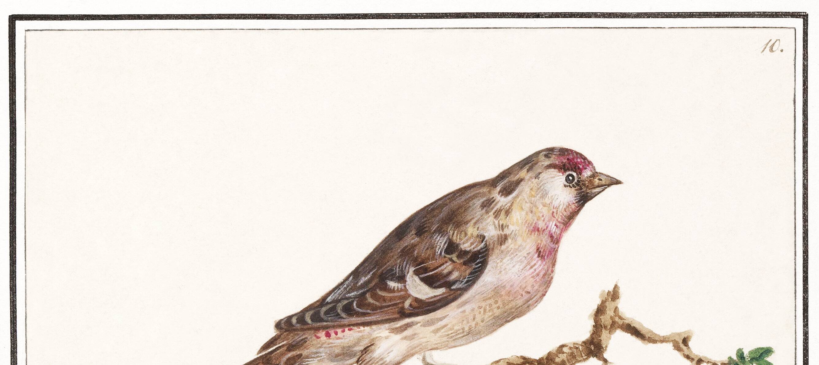 Small poster on the redpoll, after an old engraving from 1610.