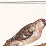 Small poster on the redpoll, after an old engraving from 1610.