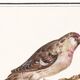 Small poster on the redpoll, after an old engraving from 1610.
