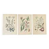 Trio d’anciennes  planches botaniques 1891