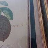 Framed antique lithograph by Pierre-Joseph Redouté