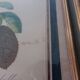 Framed antique lithograph by Pierre-Joseph Redouté