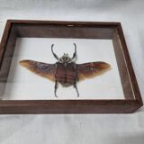Giant goliathus beetle stuffed