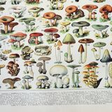 Old engraving 1898, Mushrooms 1, picking • Lithograph, Original plate