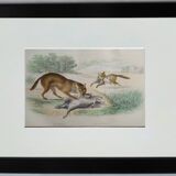 Original zoological plate " wolf & fox " - buffon 1938