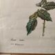 Illustration botanique rosier du Bengale 39 x 30 cm