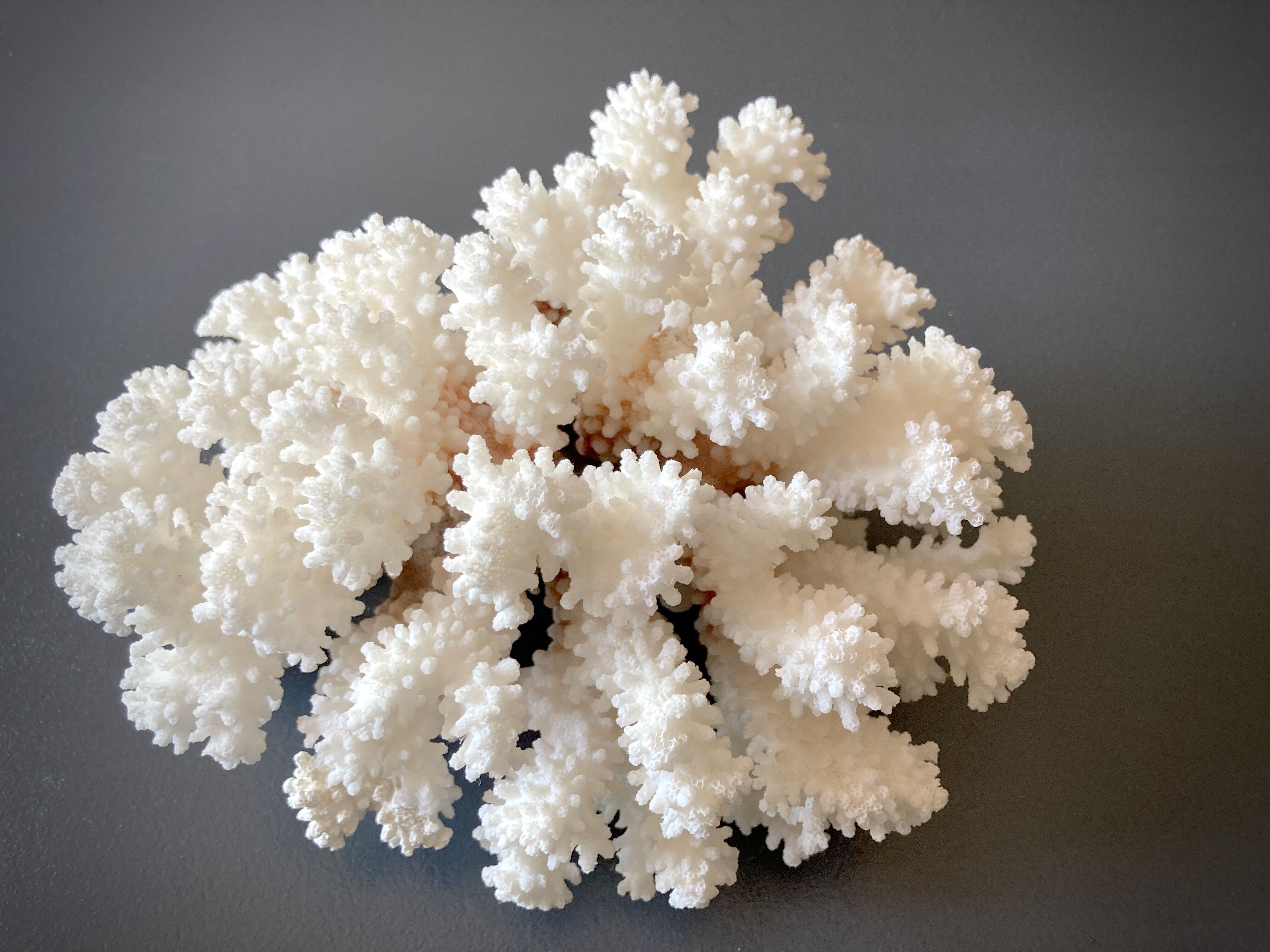 Natural white coral foot