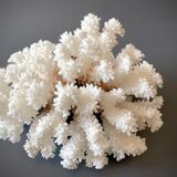 Natural white coral foot