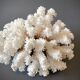 Pied de corail blanc naturel