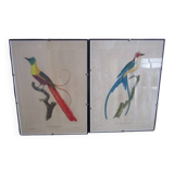 Paire de gravures d'oiseaux anciennes encadrées