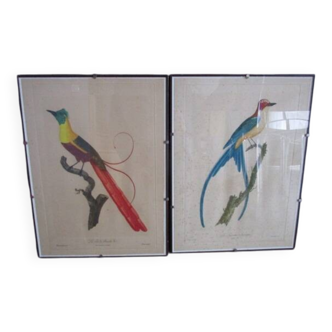 Pair of framed antique bird prints