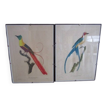 Pair of framed antique bird prints