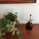 Brass plant and glass spray