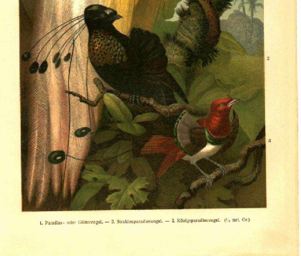 Old engraving from 1904 - Birds of paradise - tropical animal zoology