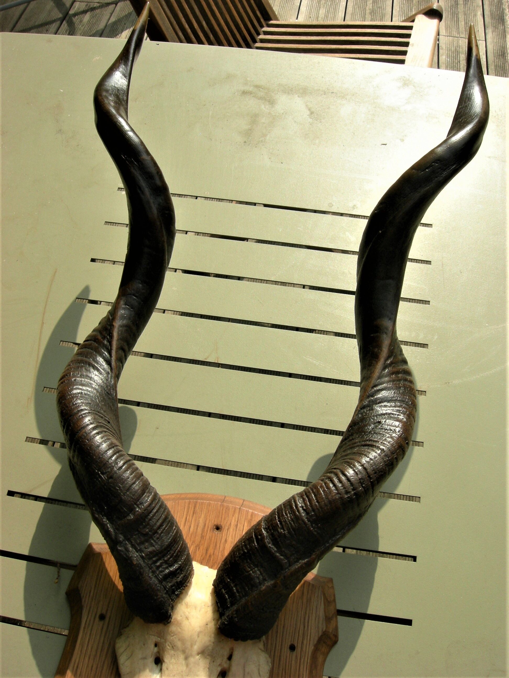 Trophée de chasse massacre d'antilope Kudu