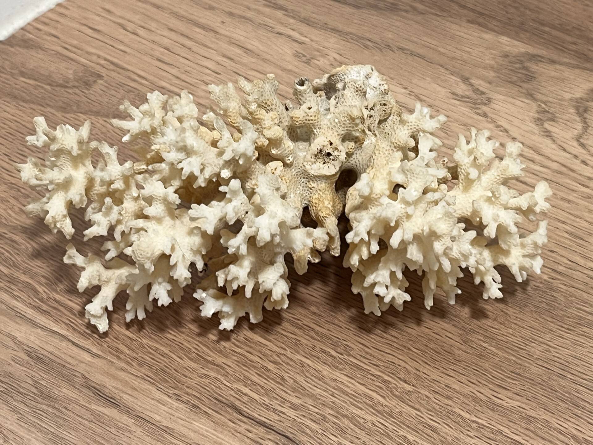 Ancient coral