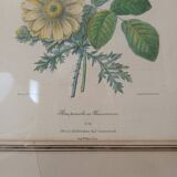 Vintage Redouté Botanical Lithograph