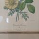 Lithographie botanique Redouté vintage