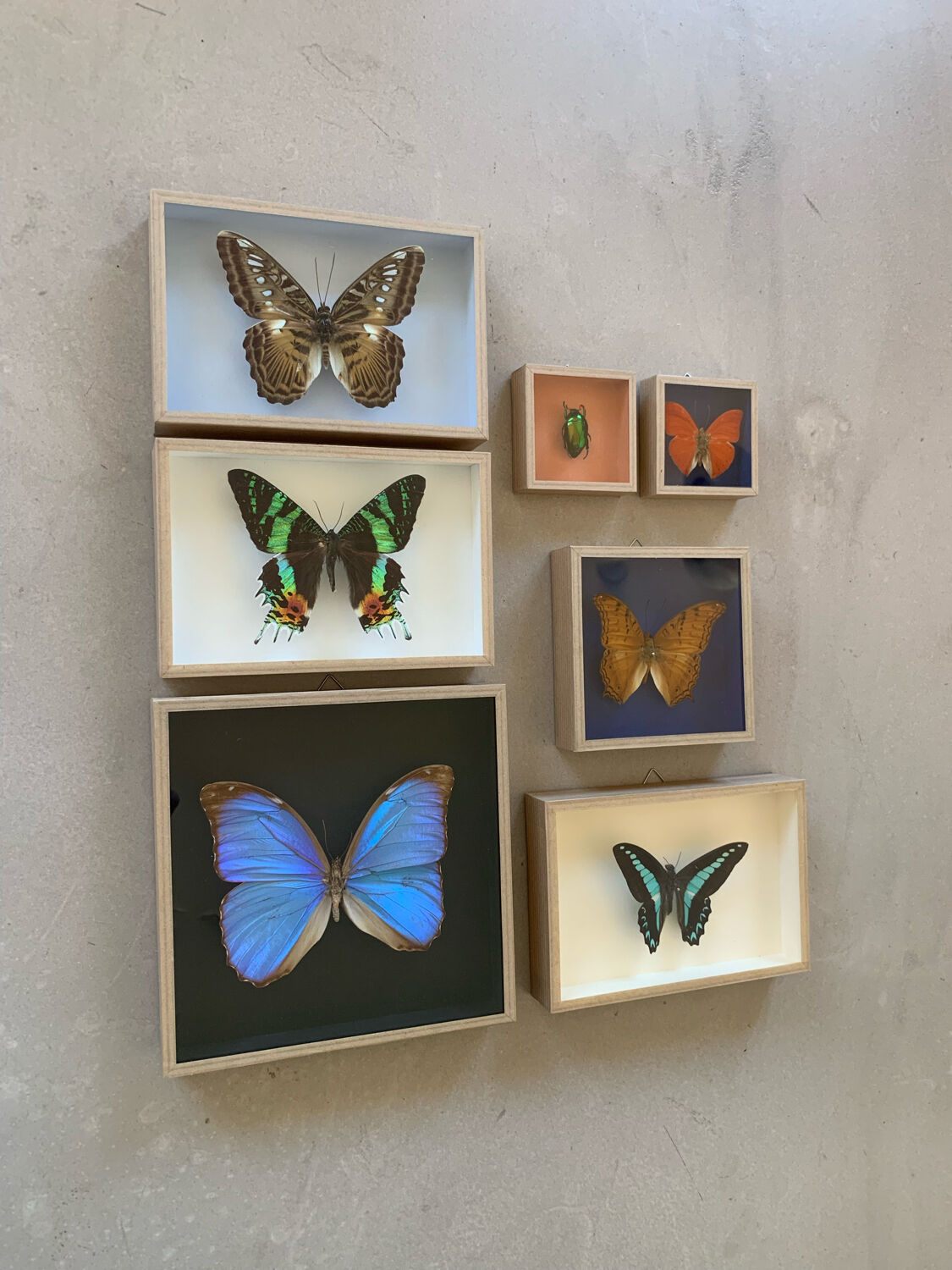 Butterfly naturalized iridescent under glass 16x16cm